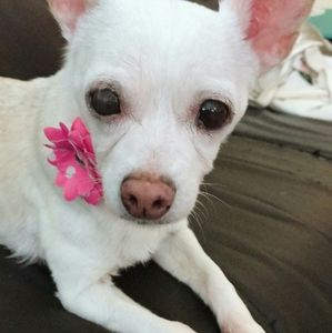 Meet your Posher, Andromeda